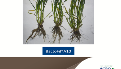Őszi búza a BactoFil A10 baktériumtrágyával kezelt termőtalajon - Mosonmagyaróvár