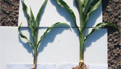 Kukorica BactoFil A10 baktériutrágyával kezelt talajon - Baranya2