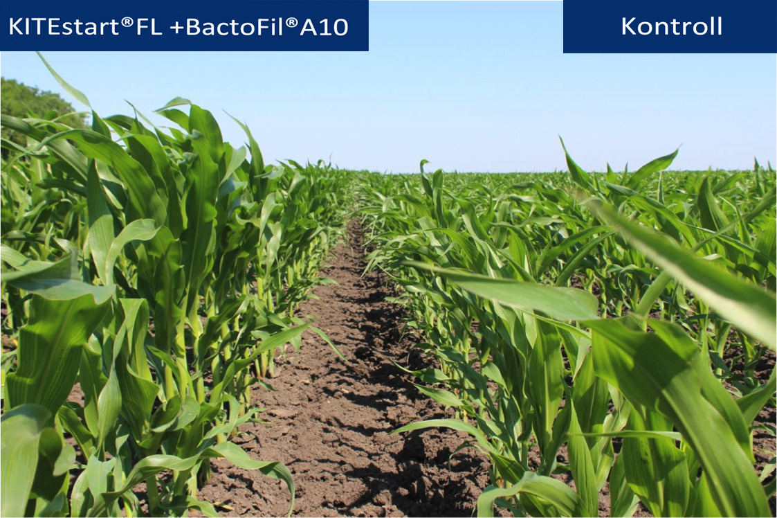 KITE kukorica kísérlet BactoFil A10 baktériumtrágyával_0610_1
